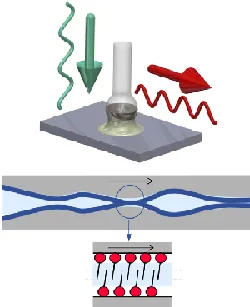 Interface de frottement multi-contact. La rugosité, même nanométrique, et les couches moléculaires adsorbées (ici représentées en bleu foncé) sont à l’origine de la création de jonctions au sein desquelles les mouvements moléculaires pilotent le frottement.