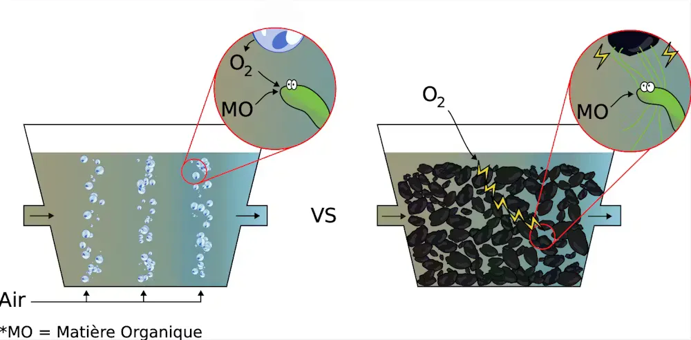 Fonctionnement des bactéries électriques